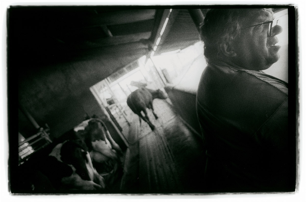 Cow number 217 escapes during the afternoon milking at the last dairy in L.A. County. Started in 1939 by Dutch immigrants