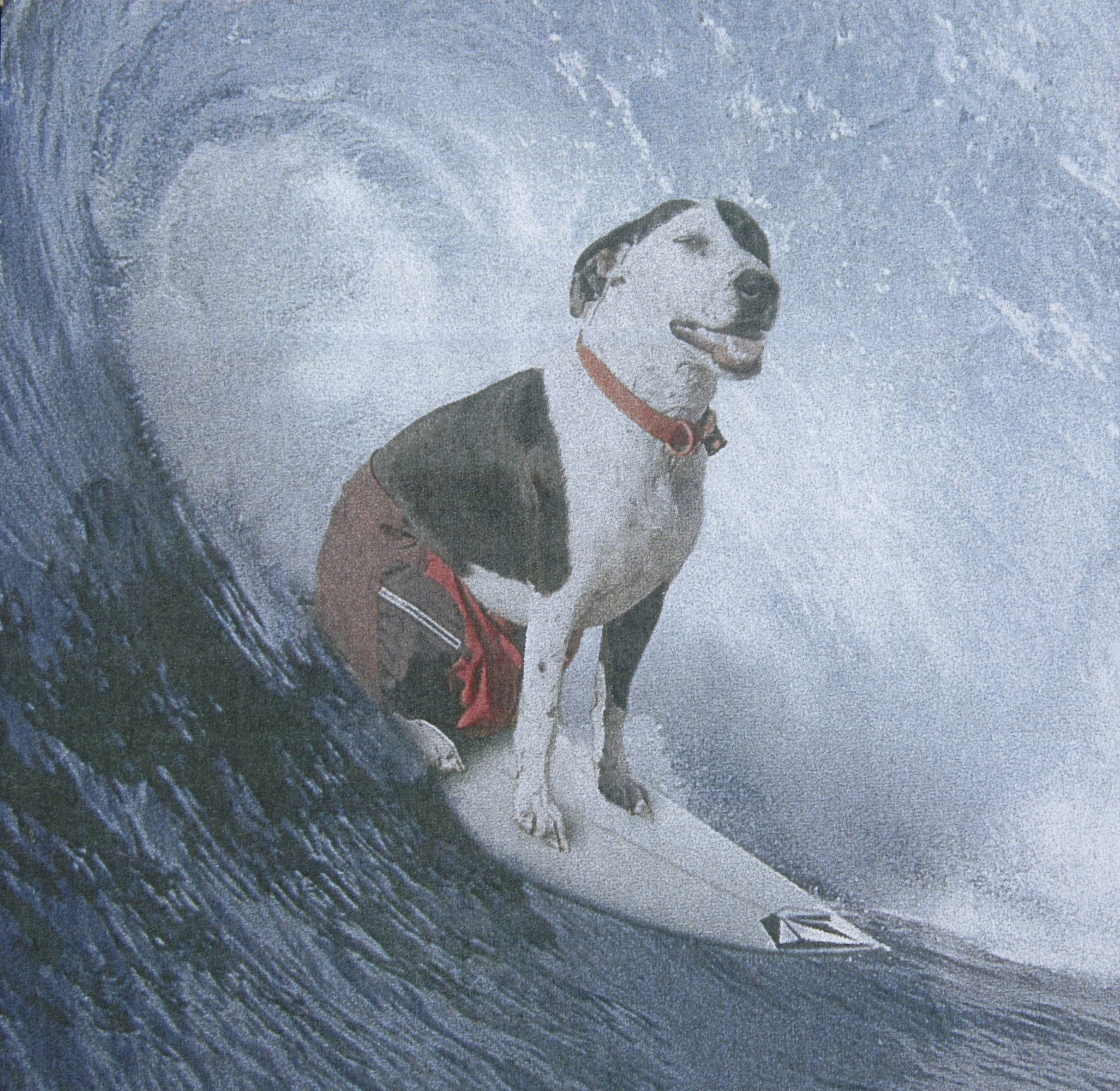 dog surfing Rosemoor at Woodbury Irvine, California